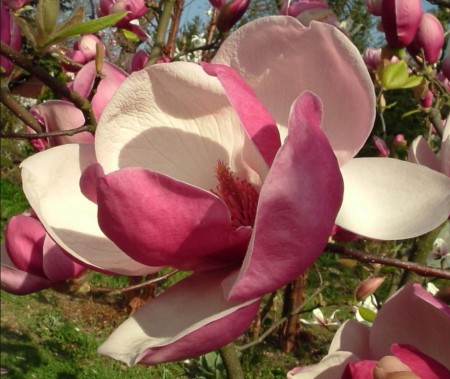 Magnolia soul. 'Rustica Rubra', šácholan Soulangeův 'Rustica Rubra', 60-80, bal
